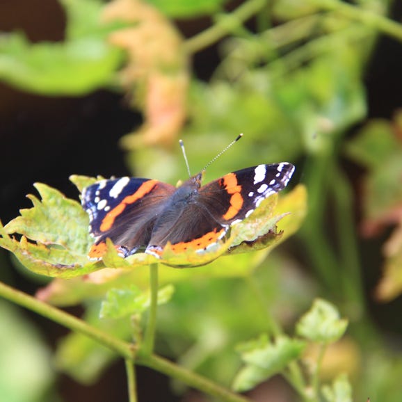 Paradies für Schmetterlinge